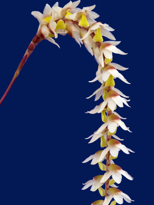 Dendrochilum cobbianum