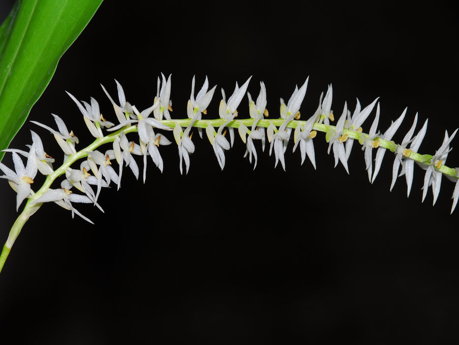 Dendrochilum glumaceum