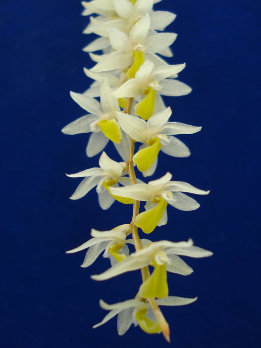 Dendrochilum wenzelii