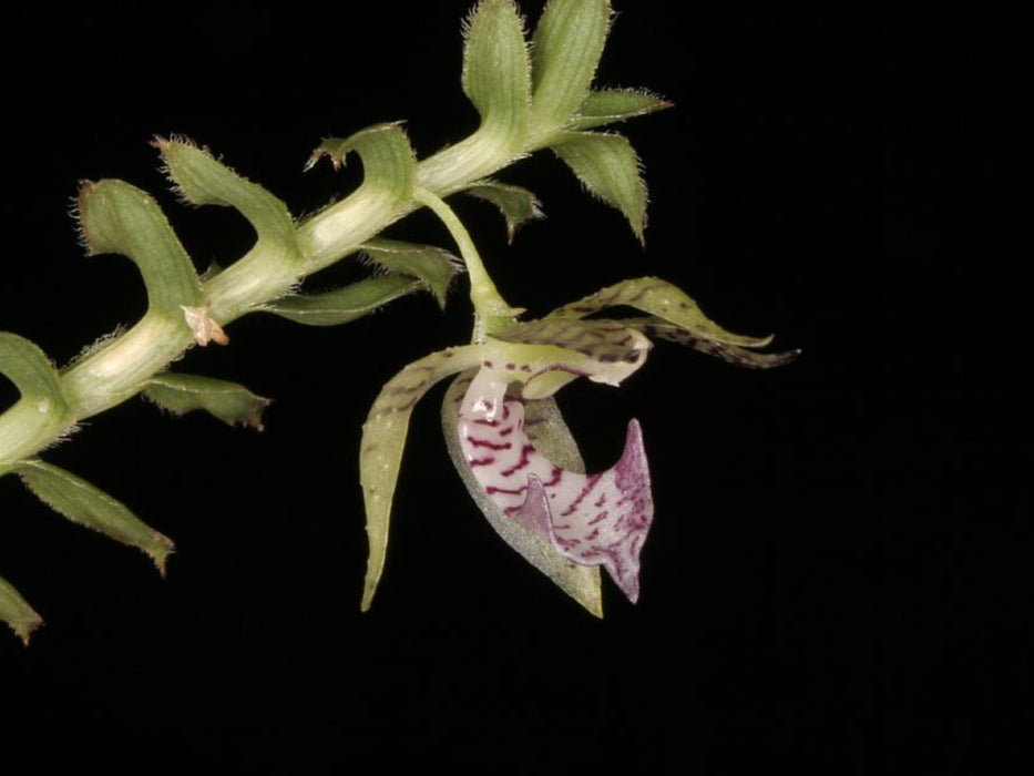 Dichaea camaridioides