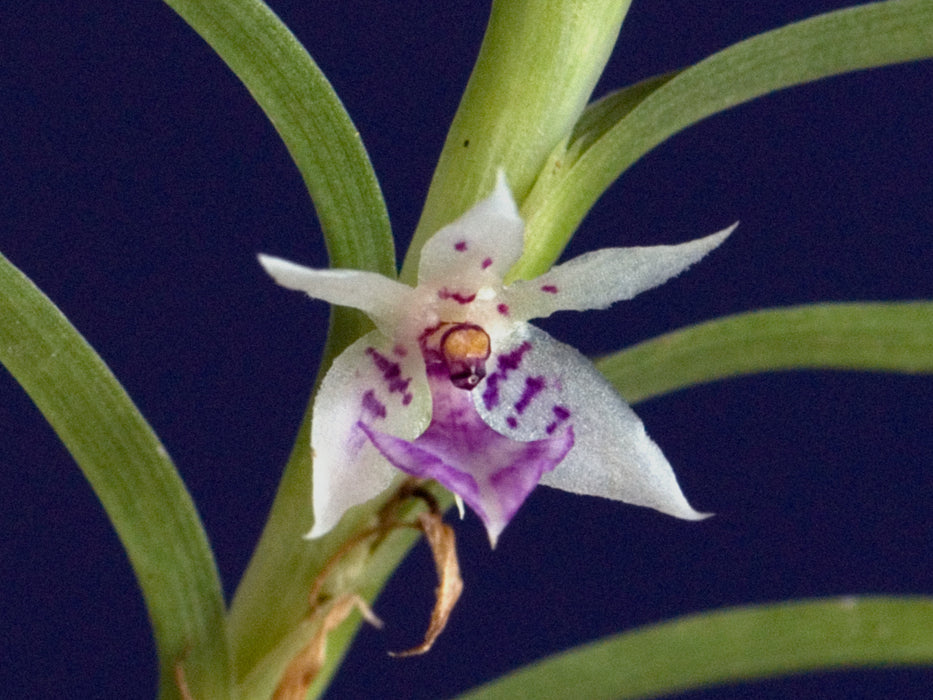 Dichaea ecuadorensis