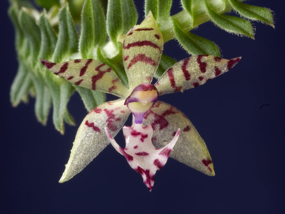 Dichaea hystricina