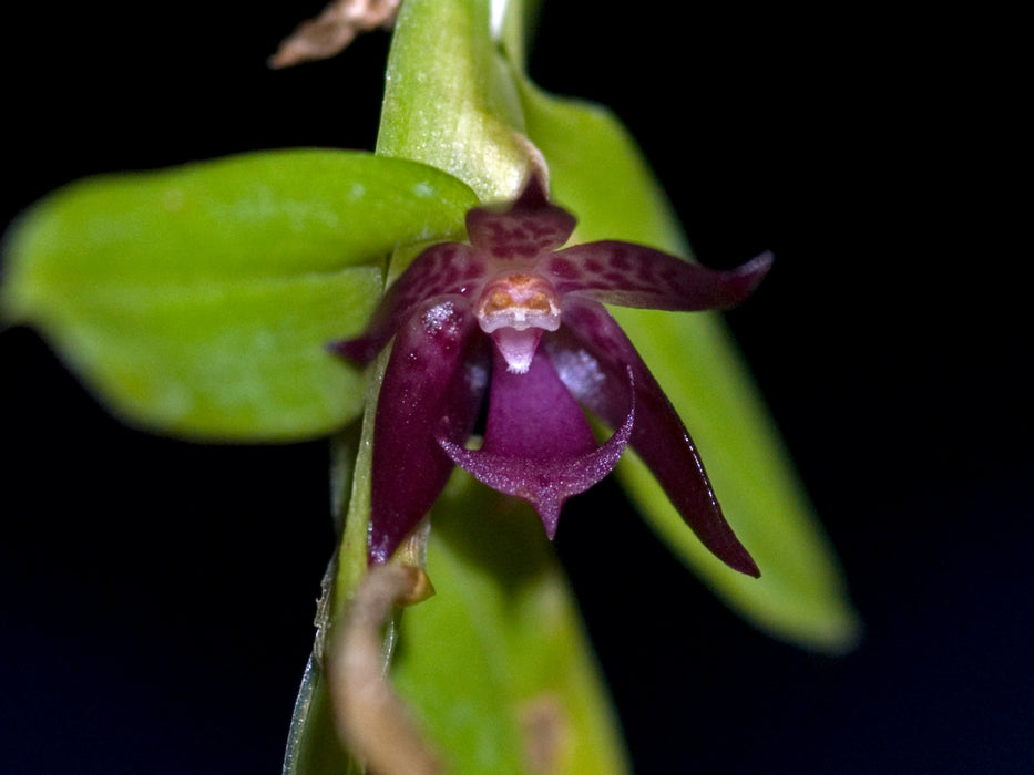 Dichaea rubroviolace