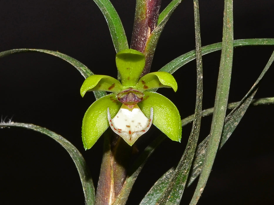 Dichaea tenuis