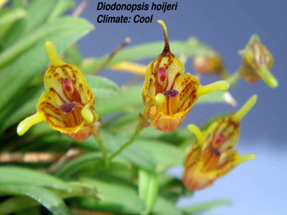 Diodonopsis hoeijeri