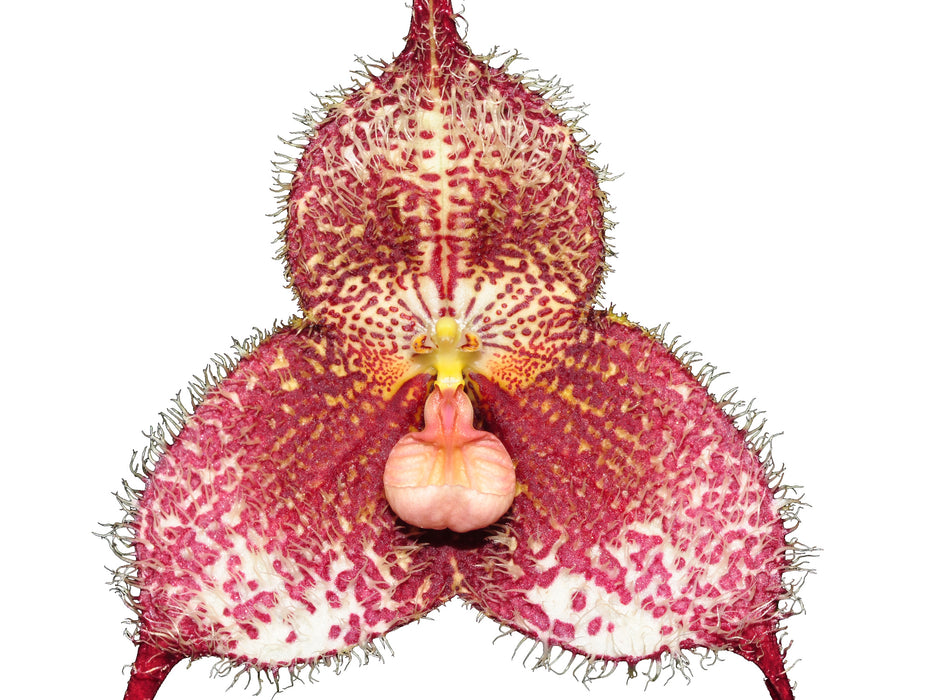 Dracula gorgona f. red