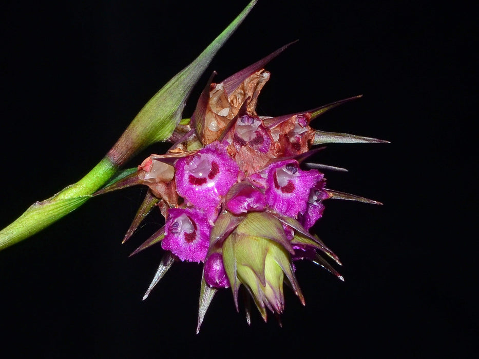 Elleanthus ecuadorensis