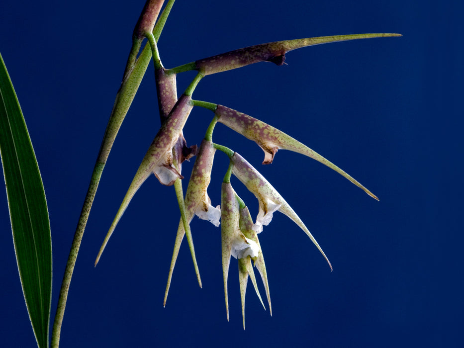 Elleanthus lancifolius