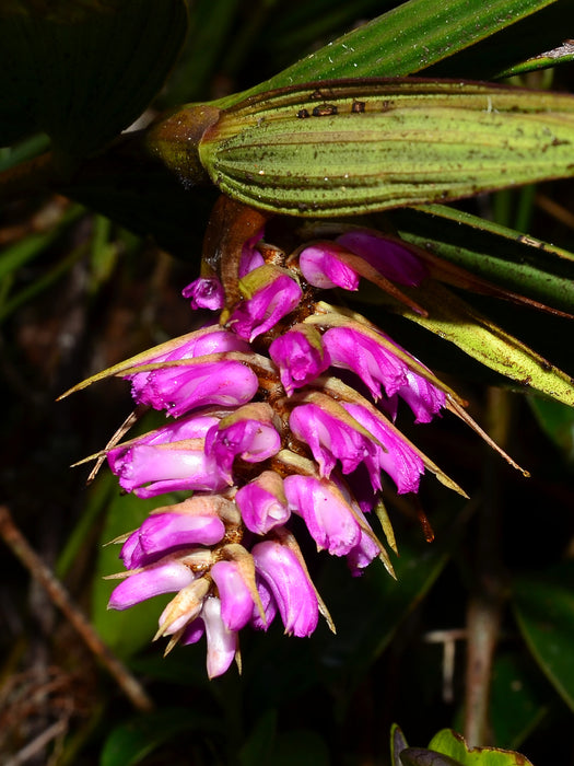 Elleanthus maculatus