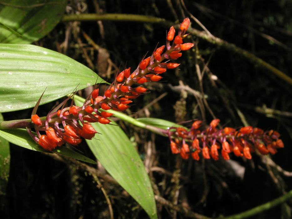 Elleanthus oliganthus