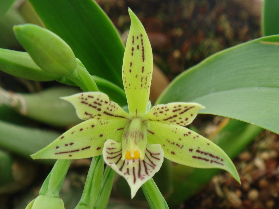 Encyclia abbreviata