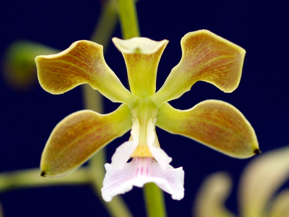 Encyclia advena