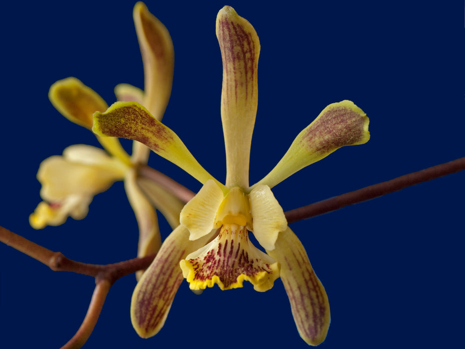 Encyclia alata