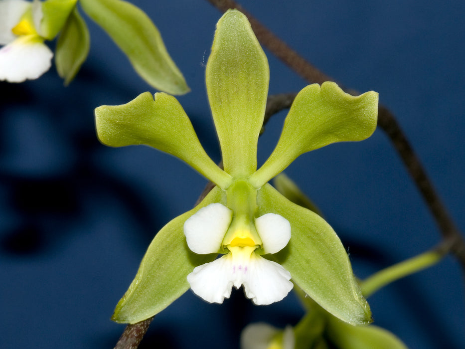 Encyclia alboxanthina