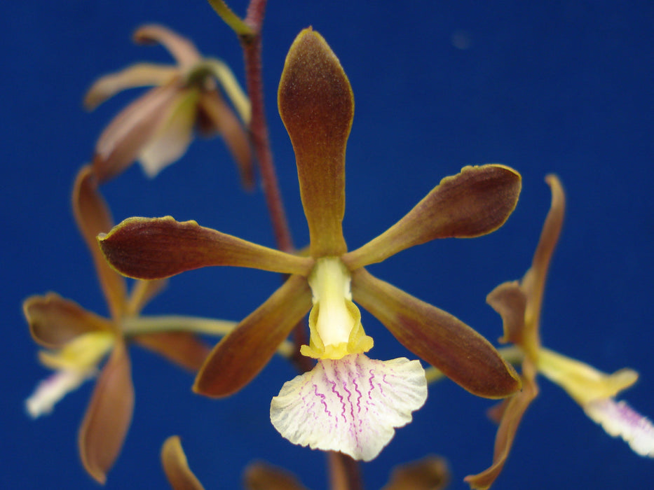 Encyclia angustiloba