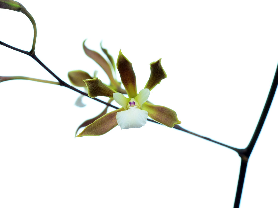 Encyclia argentinensis