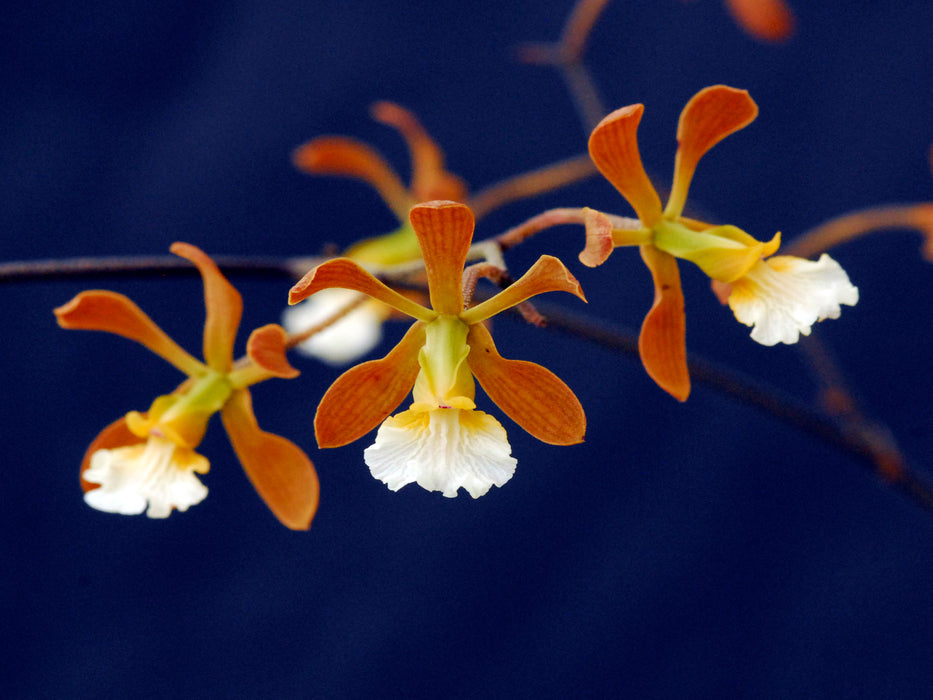 Encyclia aspera