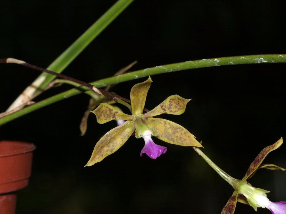 Encyclia bracteata