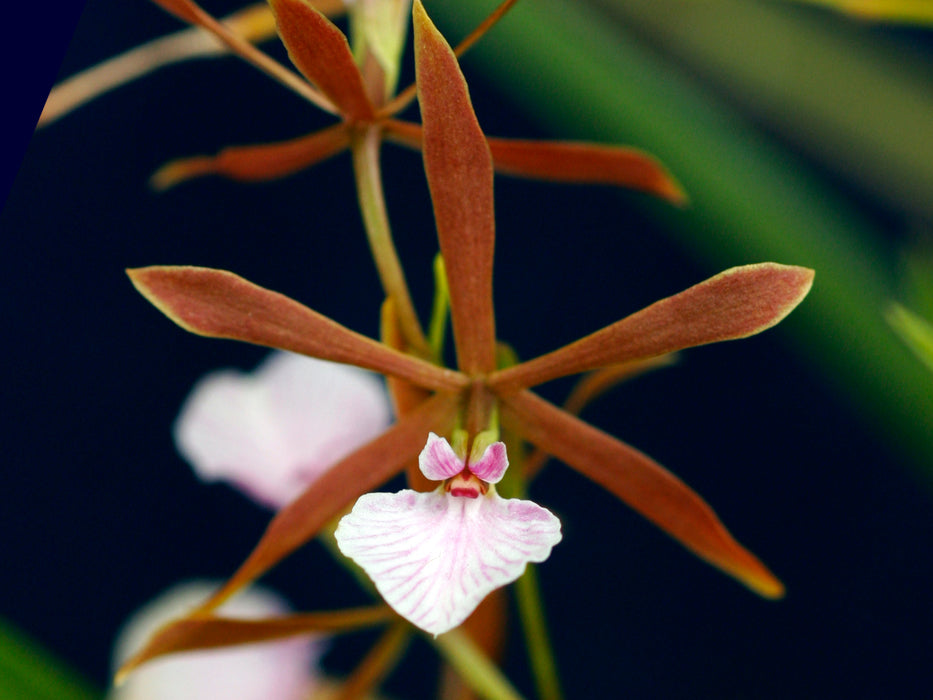 Encyclia bractescens