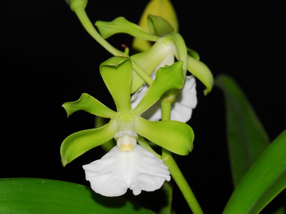 Encyclia cordigera f. alba 'Ecuagenera' x sib