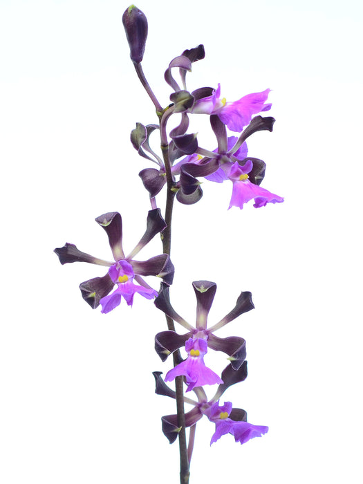 Encyclia cordigera f. pink