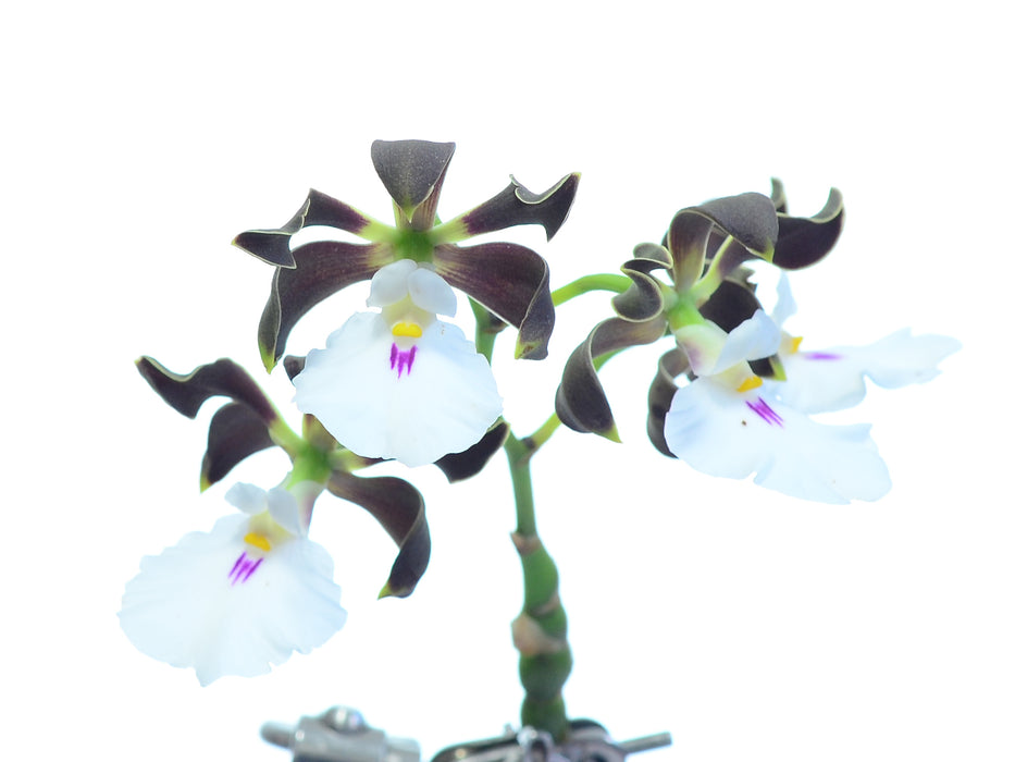 Encyclia cordigera f. alba