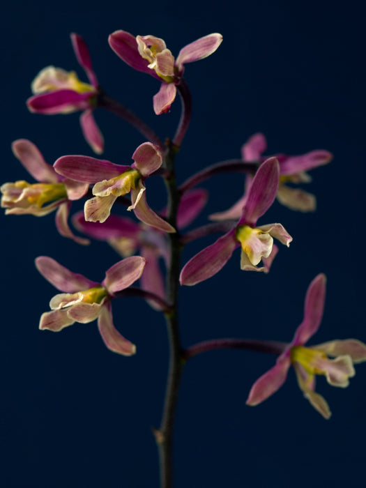 Encyclia cyperifolia