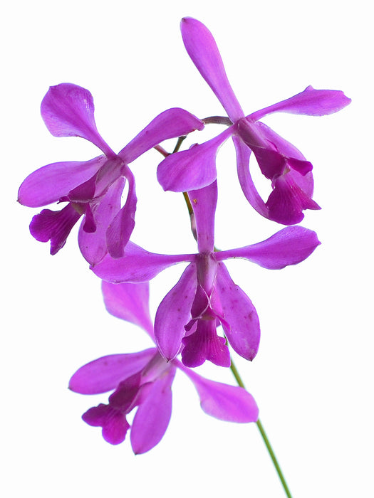 Encyclia dichroma