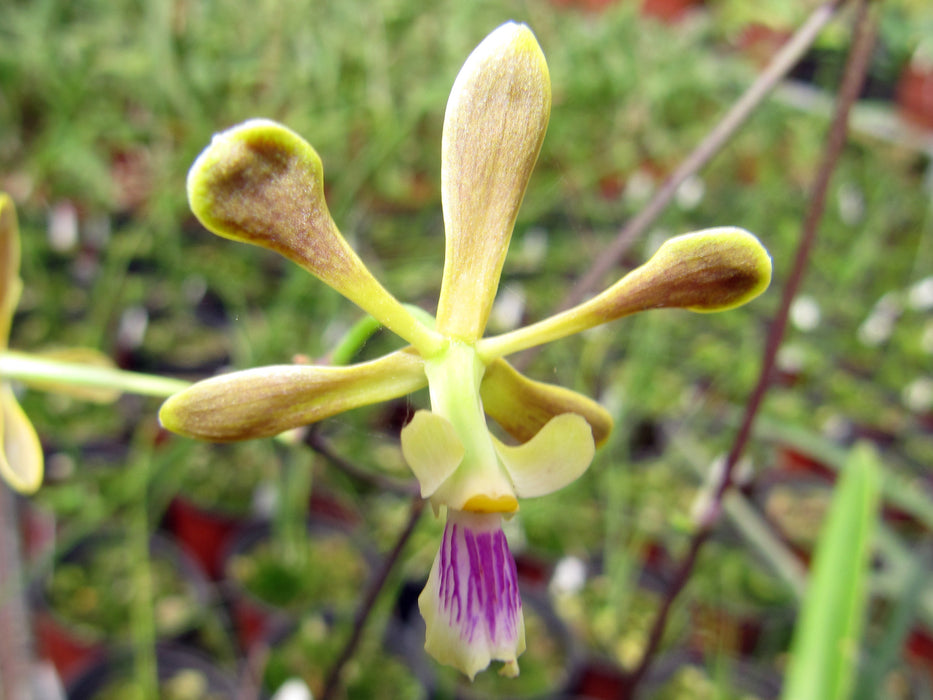 Encyclia duvenii