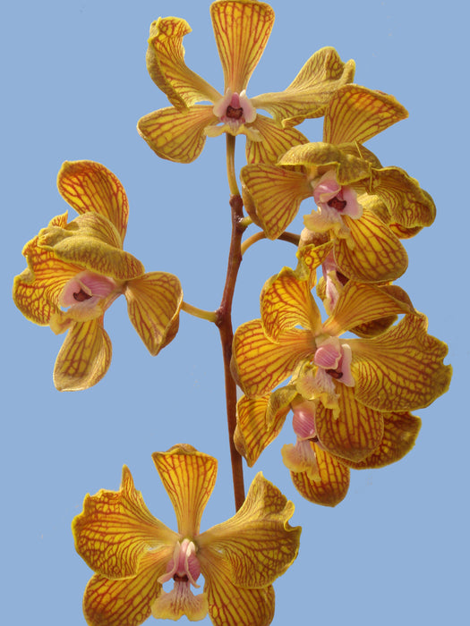 Encyclia fowliei