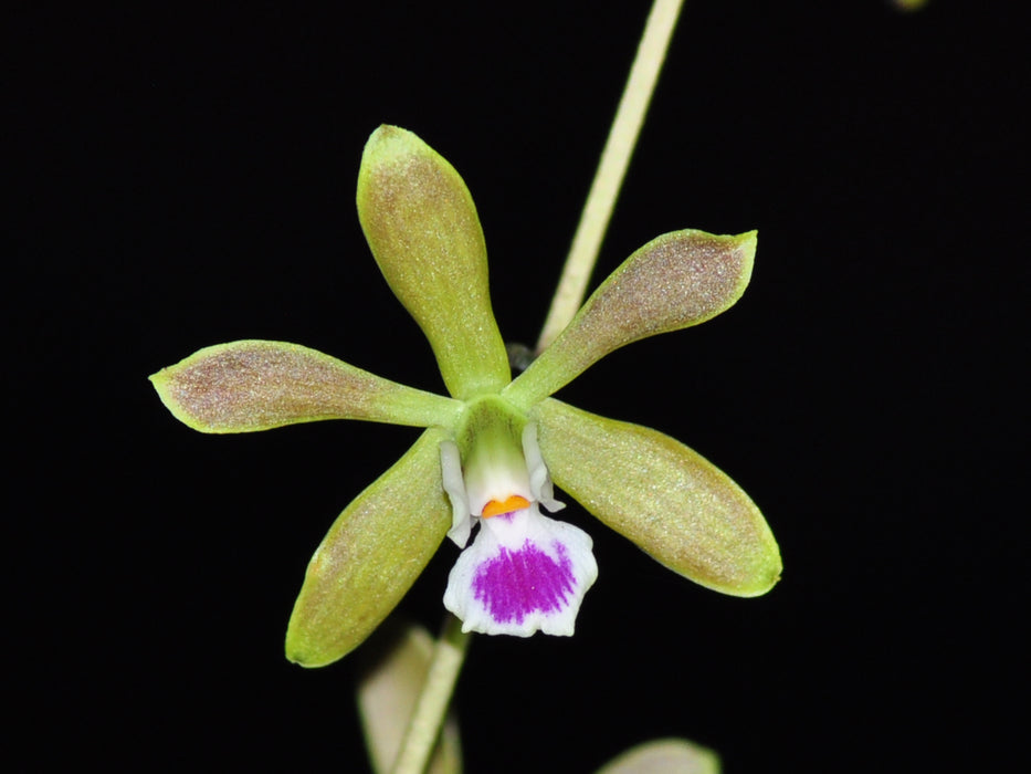 Encyclia gracilis