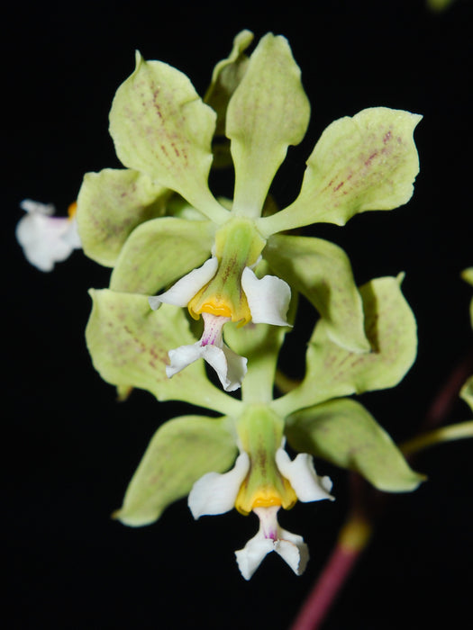 Encyclia granitica