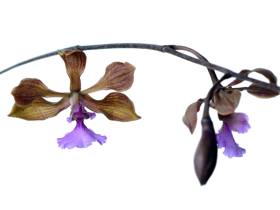 Encyclia hanburyi