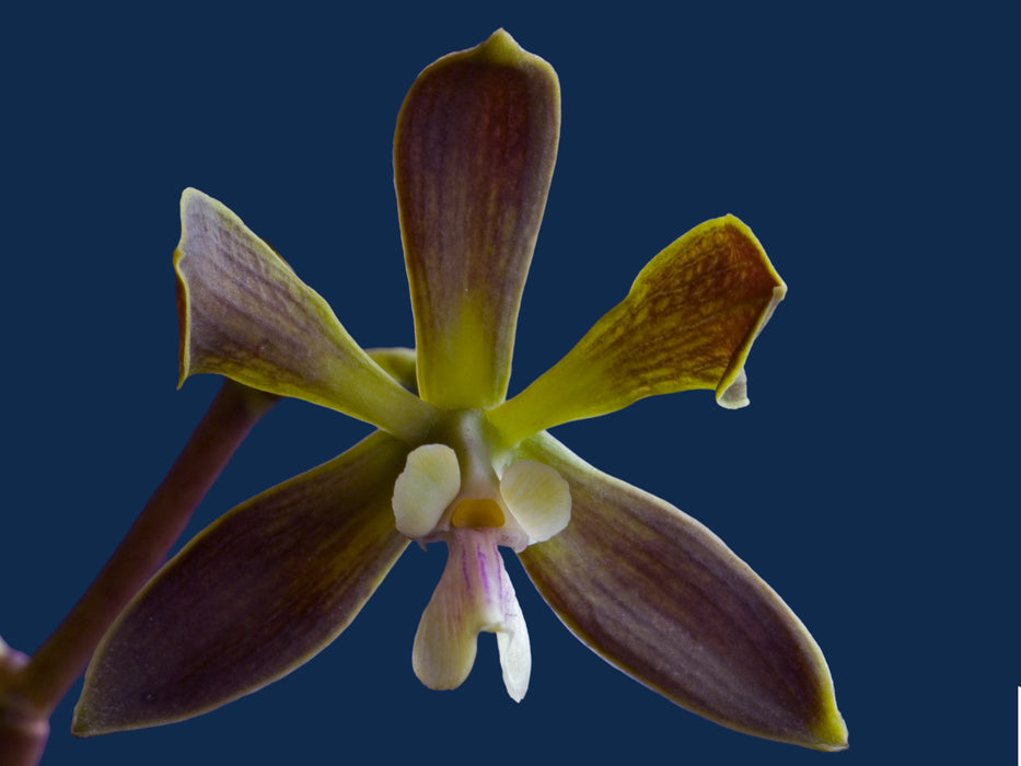 Encyclia ivonae