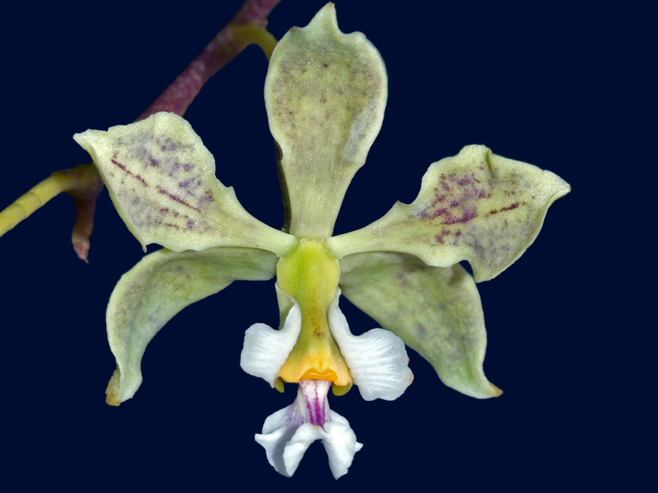 Encyclia oncidioides