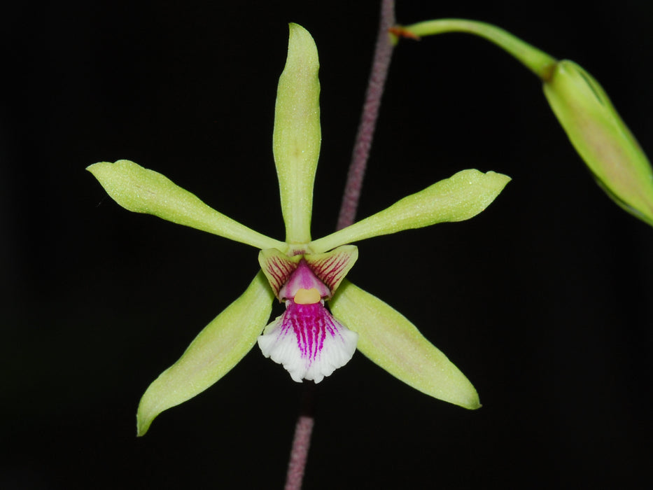 Encyclia mapuerae