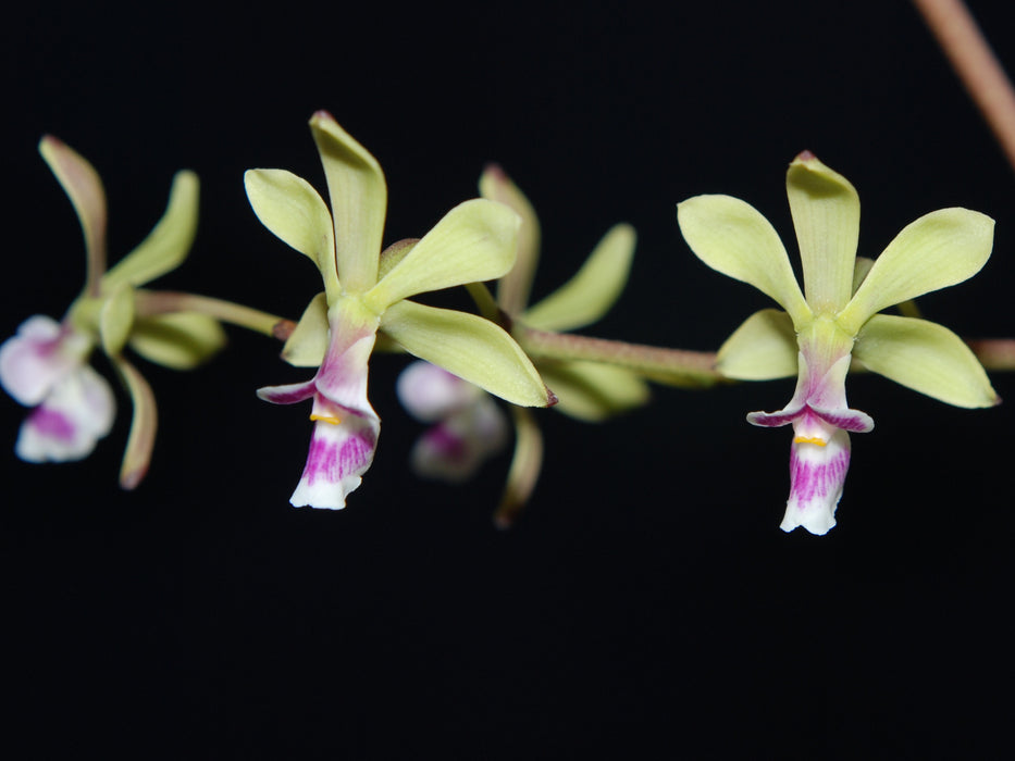 Encyclia mooreana