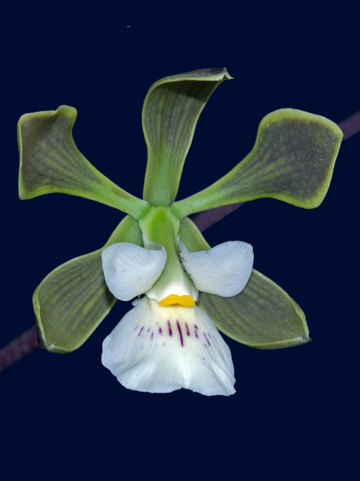 Encyclia naranjapatensis