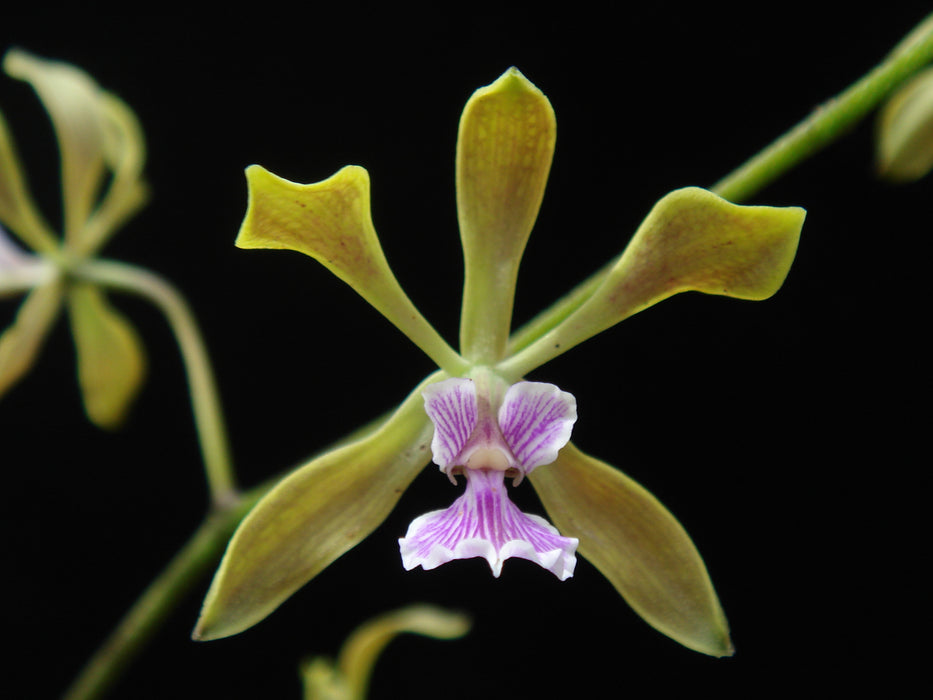 Encyclia oncidioides