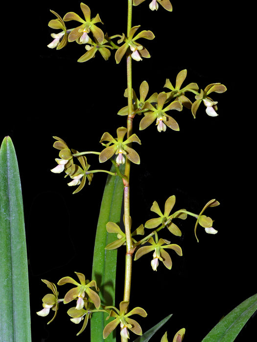 Encyclia osmantha