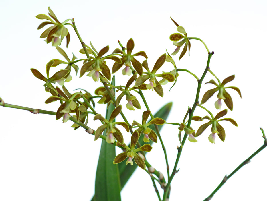 Encyclia patens