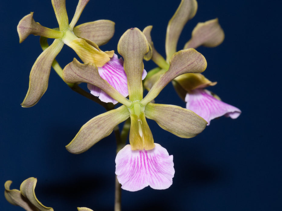 Encyclia pauciflora