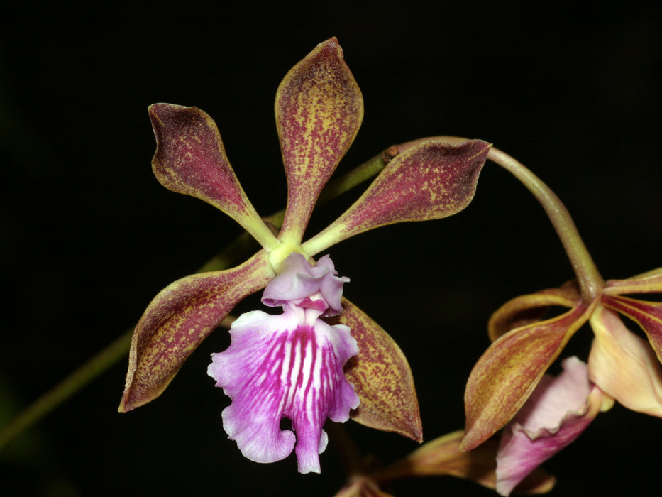 Encyclia phoenicea