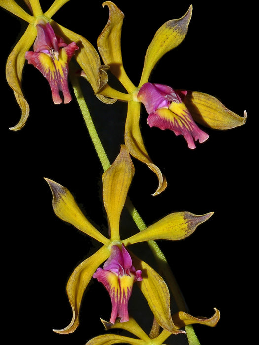 Encyclia plicata