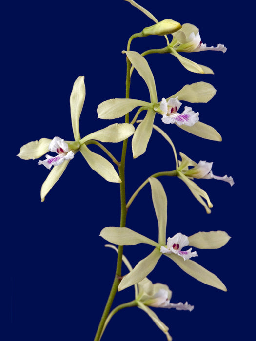 Encyclia profusa