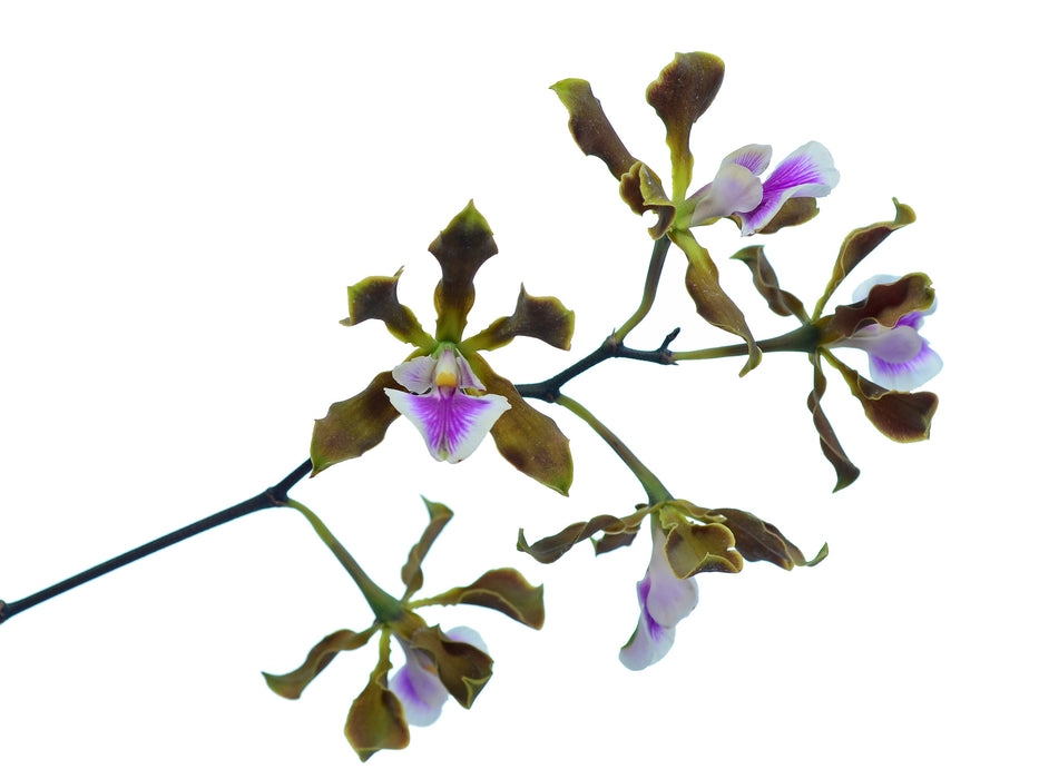 Encyclia randii