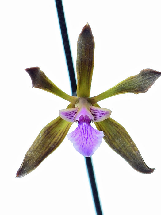 Encyclia seidelii