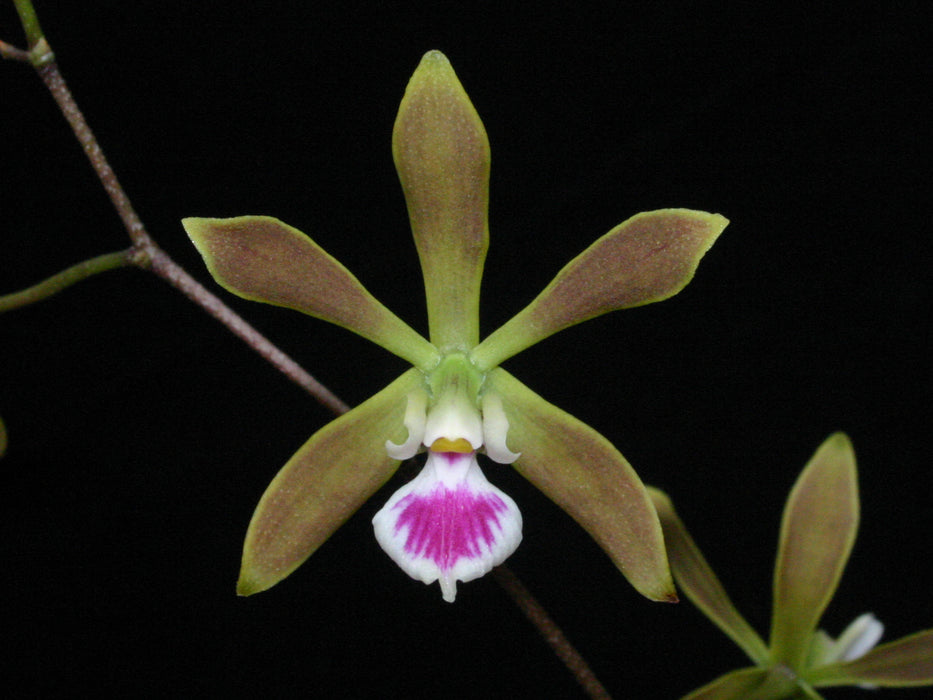 Encyclia tampensis