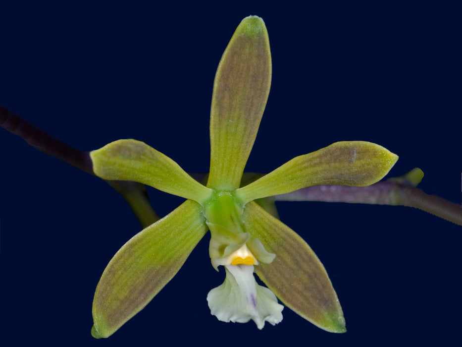 Encyclia thienii