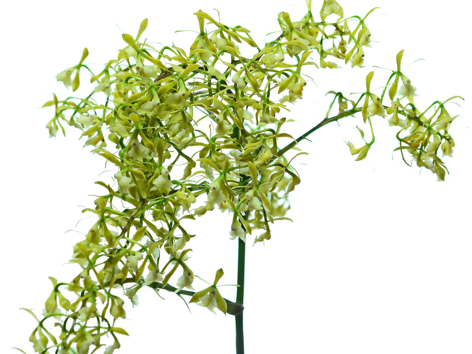 Epidendrum agoyanense